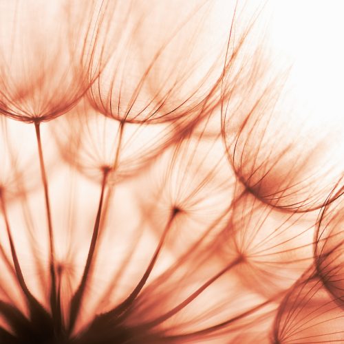 dandelion at sunset . Freedom to Wish. Dandelion silhouette fluffy flower on sunset sky. Seed macro closeup. Soft focus. Goodbye Summer. Hope and dreaming concept. Fragility. Springtime.